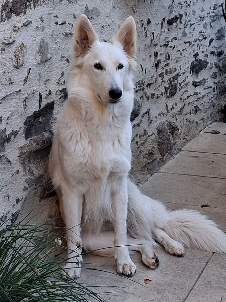 Taïga Des Vents D'Océan