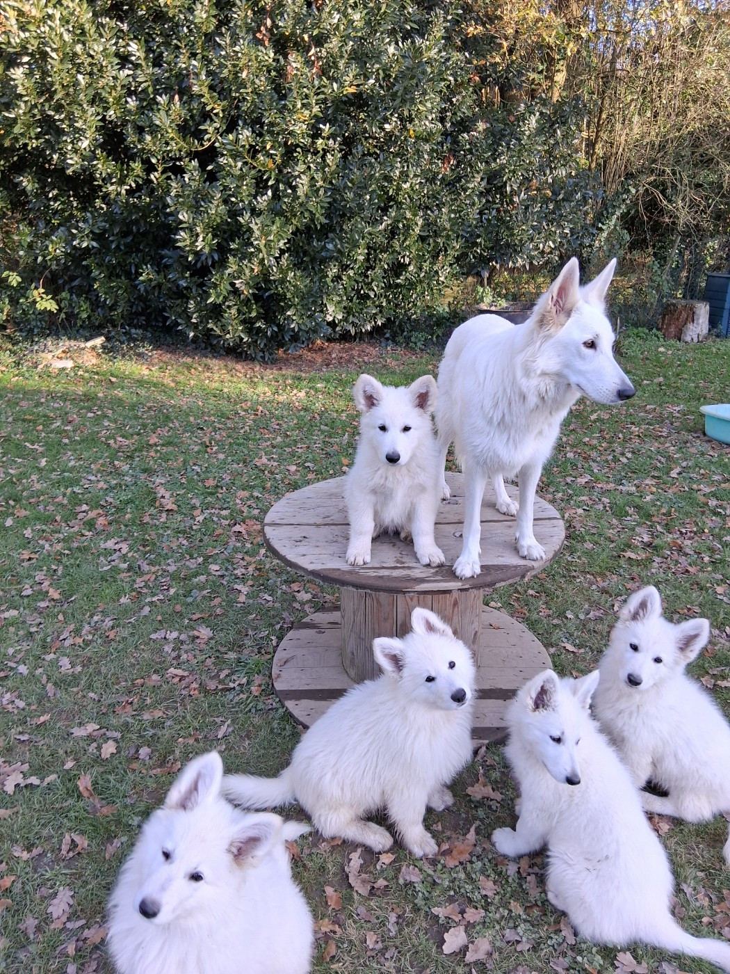 Photos 1ère portée de 7 chiots.