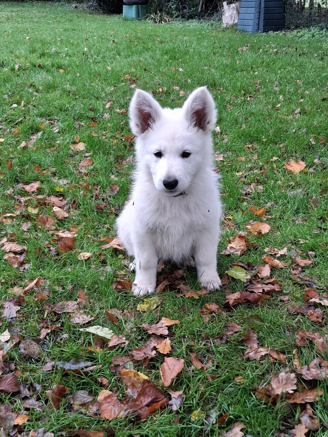 Des Compagnons De L'ouest - Chiots disponibles - Berger Blanc Suisse