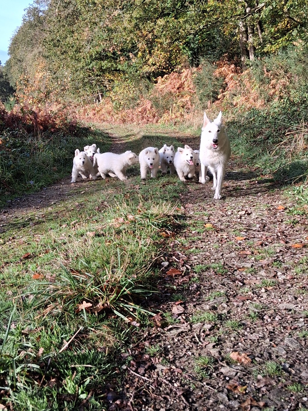 Des Compagnons De L'ouest - Berger Blanc Suisse - Portée née le 08/09/2025