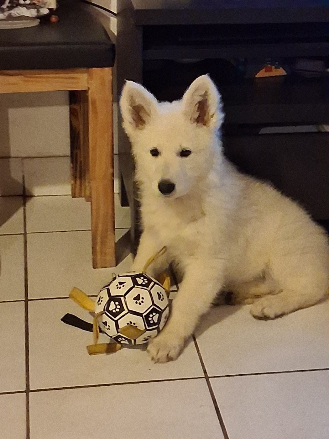 Des Compagnons De L'ouest - Chiots disponibles - Berger Blanc Suisse