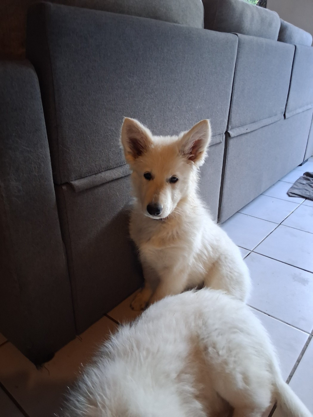 Chiot Berger Blanc Suisse Des Compagnons De L'ouest